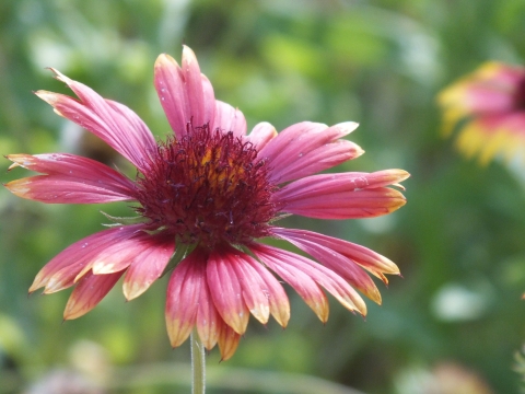 A bright pink blanketflower blooms at Lake Woodruff National Wildlife Refuge in Florida.