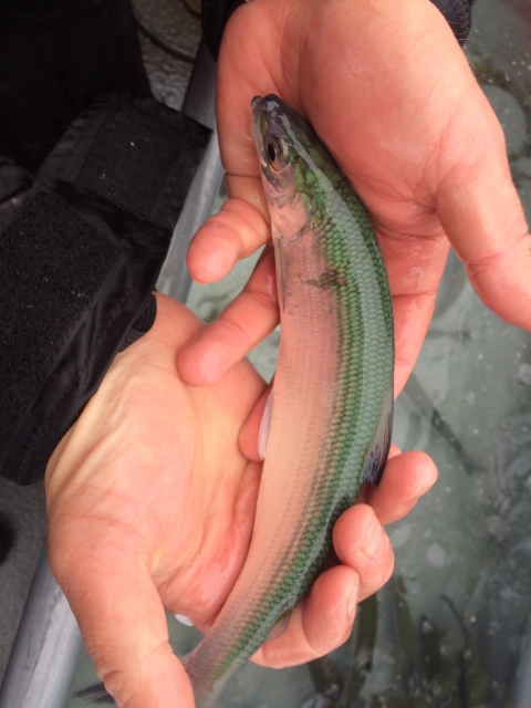 A cisco fish with coloring dusky gray to bluish on the back, silvery on the sides, and white on the underside being held laying on its side across two hands. 