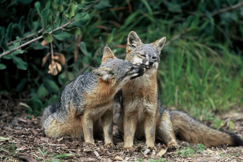 Island foxes 