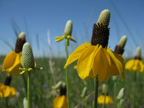 Bright yellow prairie coneflowers face the sun at Lostwood National Wildlife Refuge in North Dakota.