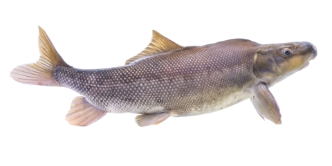 An adult razorback sucker on a white background.