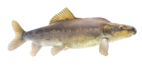 An adult razorback sucker on a white background