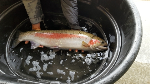 A steelhead is gently held at the water's surface in a basin to display its beautiful colors and condition.