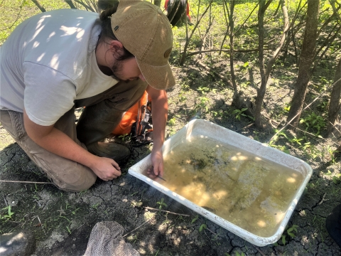 student employees crouched down next to a container of water holding a large tadpole