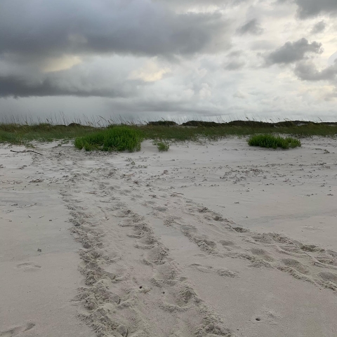 Sea turtle tracks made with their flippers