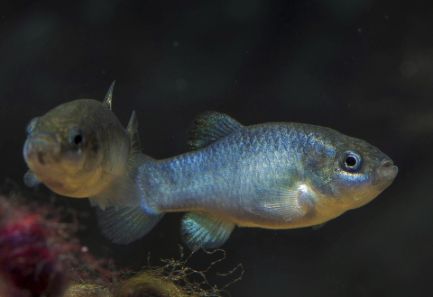 two devils hole pupfish