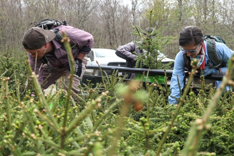 Two people reaching into a trailer full of young red spruce trees. One person in the background, tree in hand.