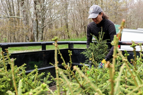 Biologist pulling a red spruce tree from a trailer