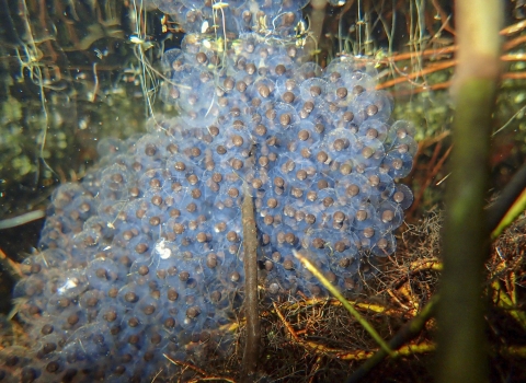 a mass of clear eggs with a dark brown center.