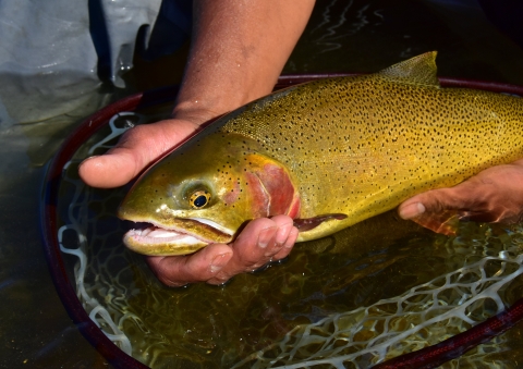 A fish is held at the surface of the water surrounded by a net. 