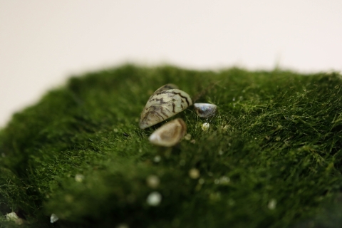 A small stripped mussel shell sits on a mossy green ball. 