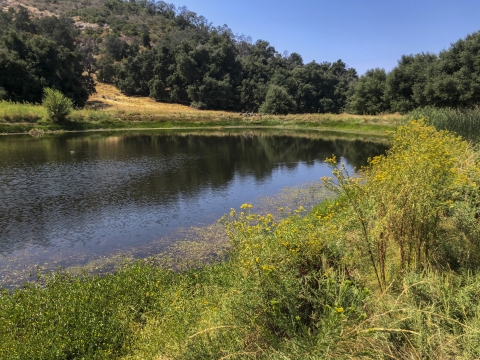 a body of water with green grass around it and trees in the background.