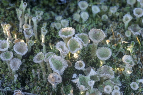 a close up of a light green plant shaped like a funnel.