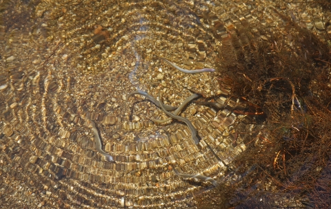 several parasitic eel-like fish with a gaping mouths in water