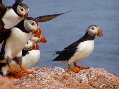 Atlantic Puffins landing on a ledge