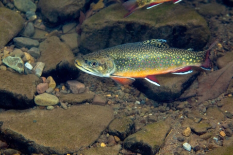 Brook trout