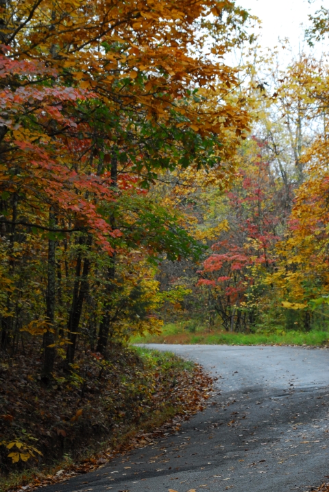 A road lined with trees in fall color.