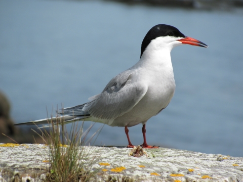 Common Tern