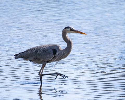 Blue Heron wading water