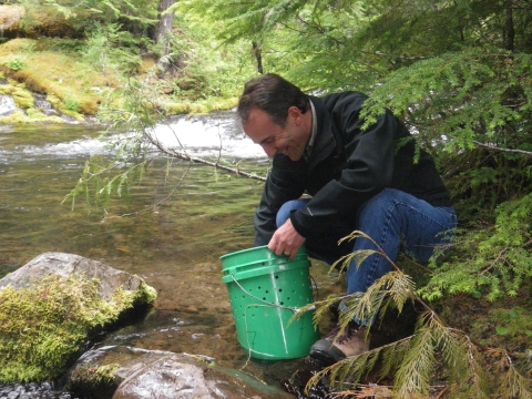 USFWS employee releasing juvenile bull trout into Pinhead Creek