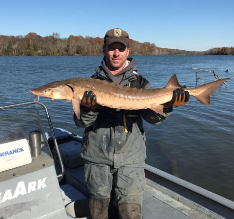 USFWS employee standing in a boat holding up a large Lake Sturgeon with a large body of water visible in the background