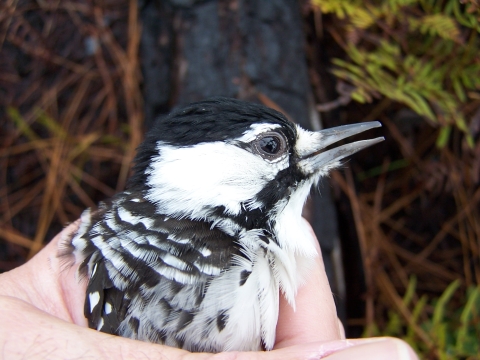 Eric Spadgenske holding a female Red-cockaded Woodpecker