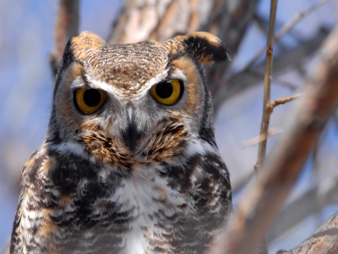 A great horned owl perched on a tree with enlarged pupils stares intently at the camera.