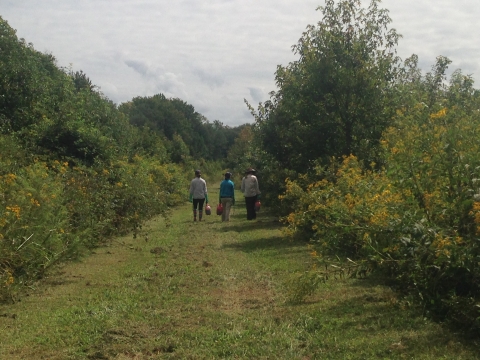 Trio of people walking down field 