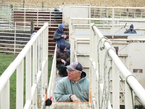 Volunteer Larry Fudge waits to guide bison into chutes from the roundup pen for their annual health screening at Neal Smith National Wildlife Refuge in Iowa.