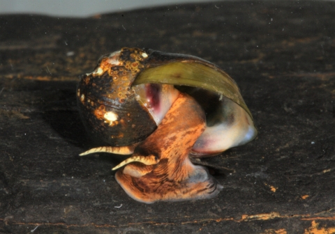 Painted rocksnail