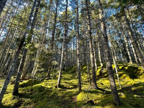 forest in Maine