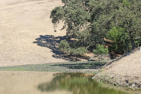 A large pond next to a group of trees