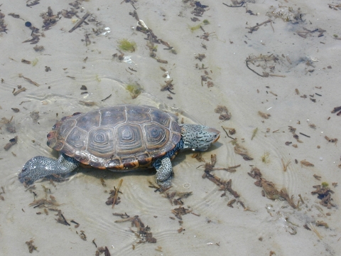 Northern Diamondback Terrapin in shore water