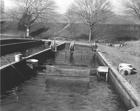 1940's photograph of 3 people standing in the water of a hatchery raceway behind a screen.