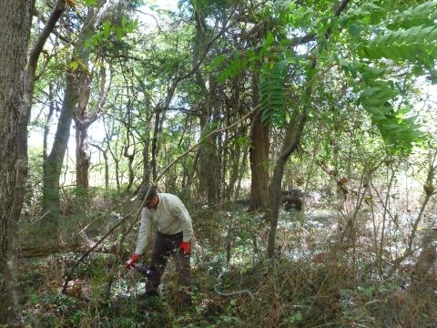 Staff treating invasive species with spray bottle