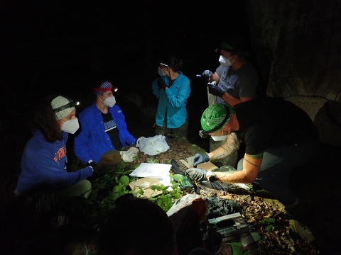 Soldering transmitters for deployment on Ozark Big-eared bats.