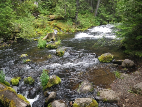 Looking upstream at Pinhead Creek in the Clackamas River Basin, Oregon