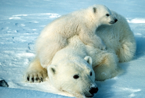 Polar bear mom and cub