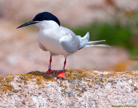 Roseate Tern