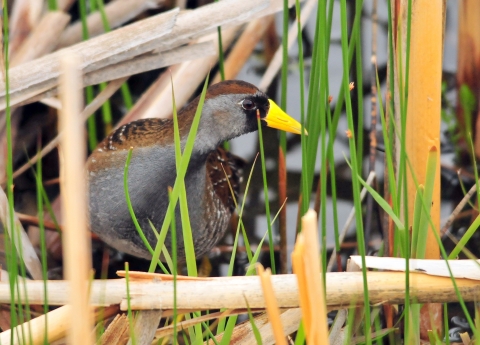 Sora Hiding Out