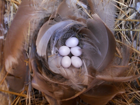 Tree swallow nest with eggs at Stone Lakes National Wildlife Refuge