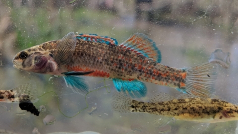 Watercress Darter