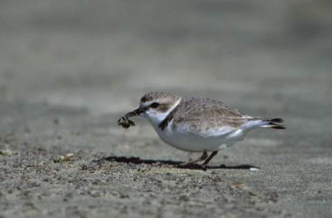 Western Snowy Plover