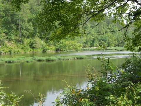 Cahaba River with green vegetation and wildflowers on the shore. 