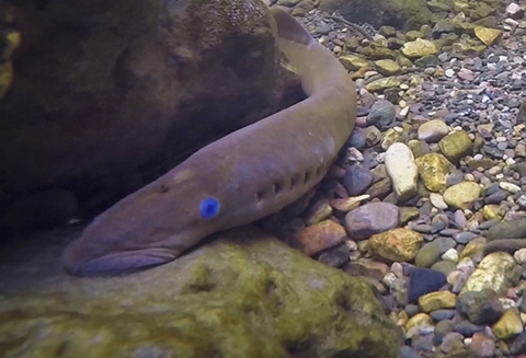 A parasitic eel-like fish with a gaping mouth