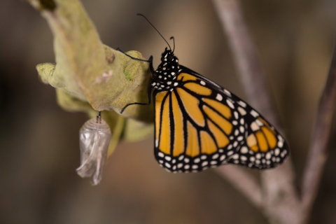 Monarch Butterfly