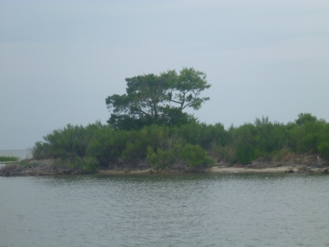 Edge of bushy island