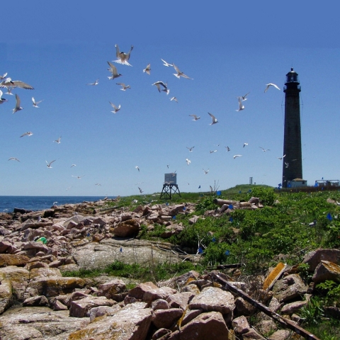 Petit Manan Island Terns flying