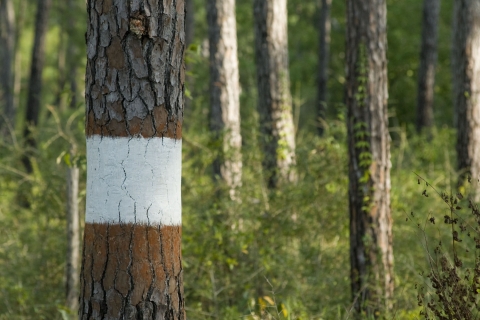 Pine tree with band of white paint circling the bole