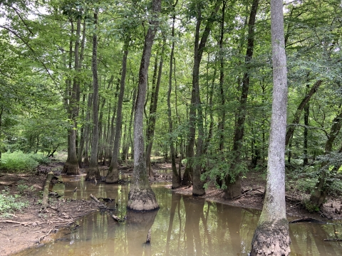 A forest with lush green vegetation and a small stream flowing through it.